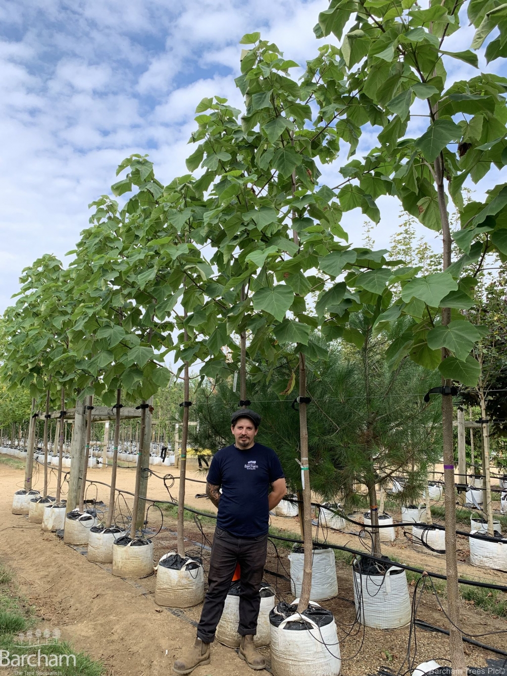 Paulownia tomentosa
