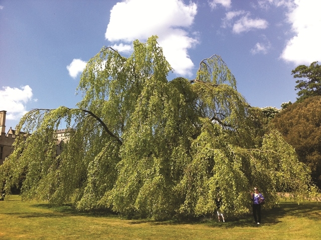 A mature Fagus sylvatica Pendula