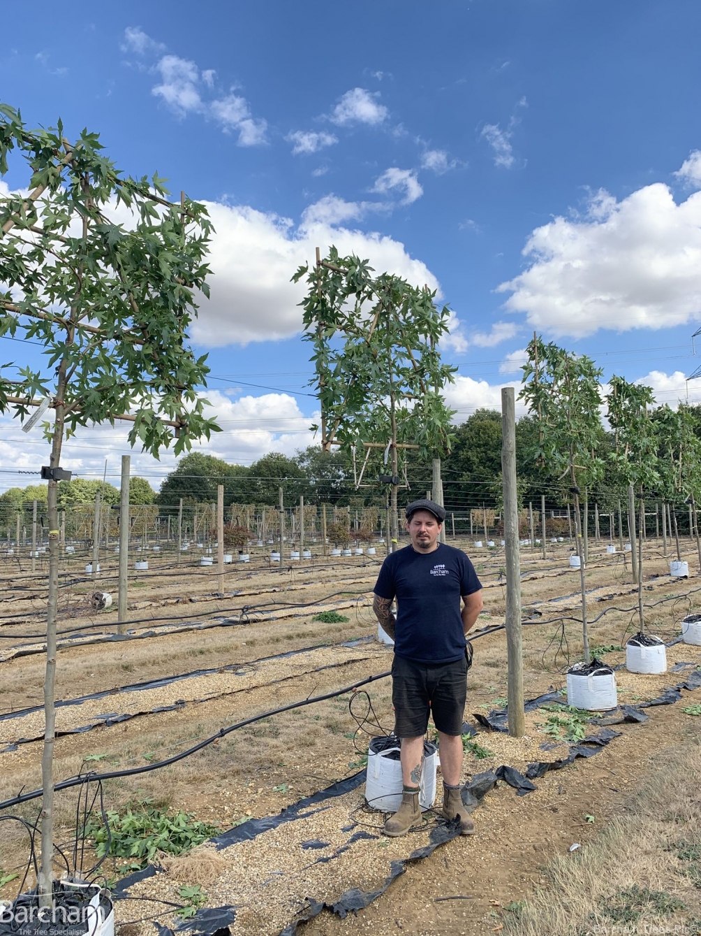 Liquidambar styraciflua Worplesdon (Pleached)