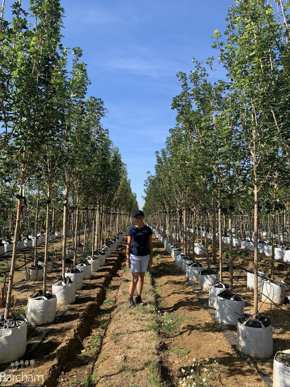Acer campestre Elegant