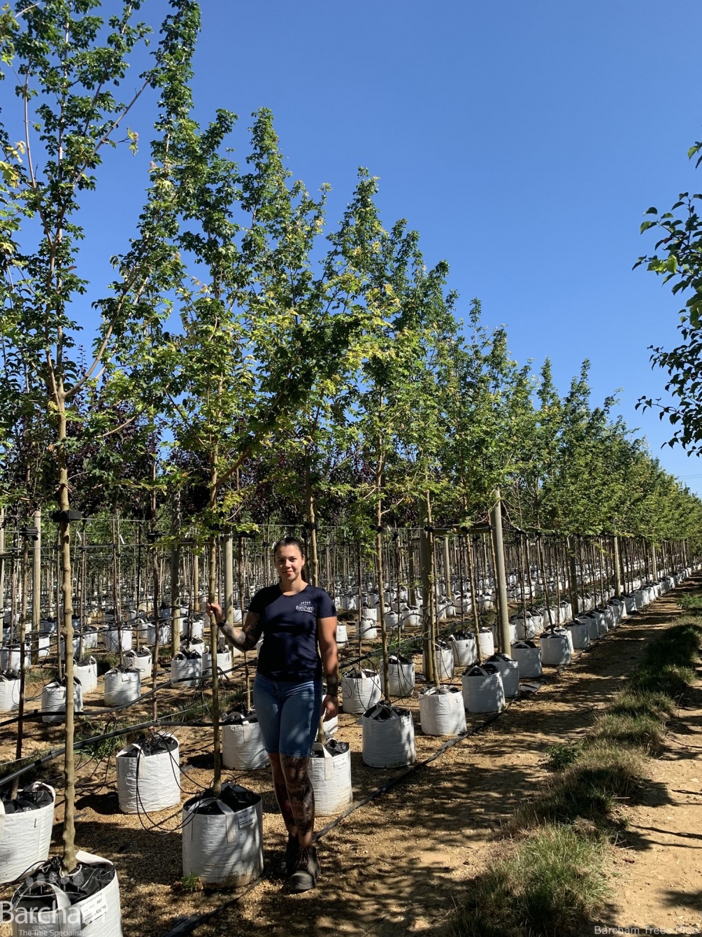 Acer campestre Elsrijk