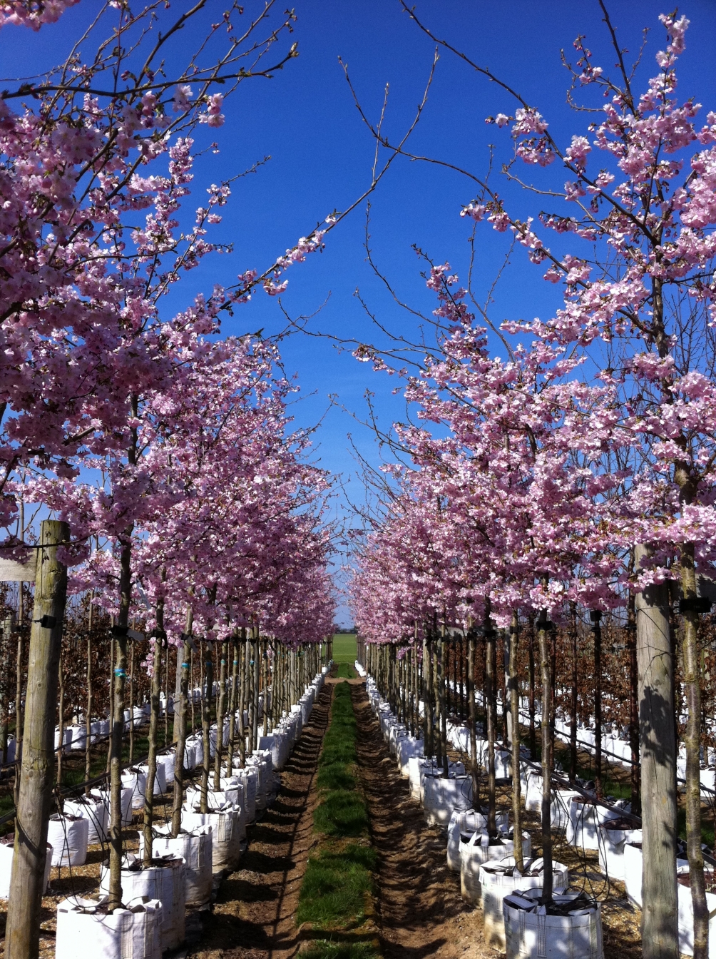 Prunus Accolade in flower