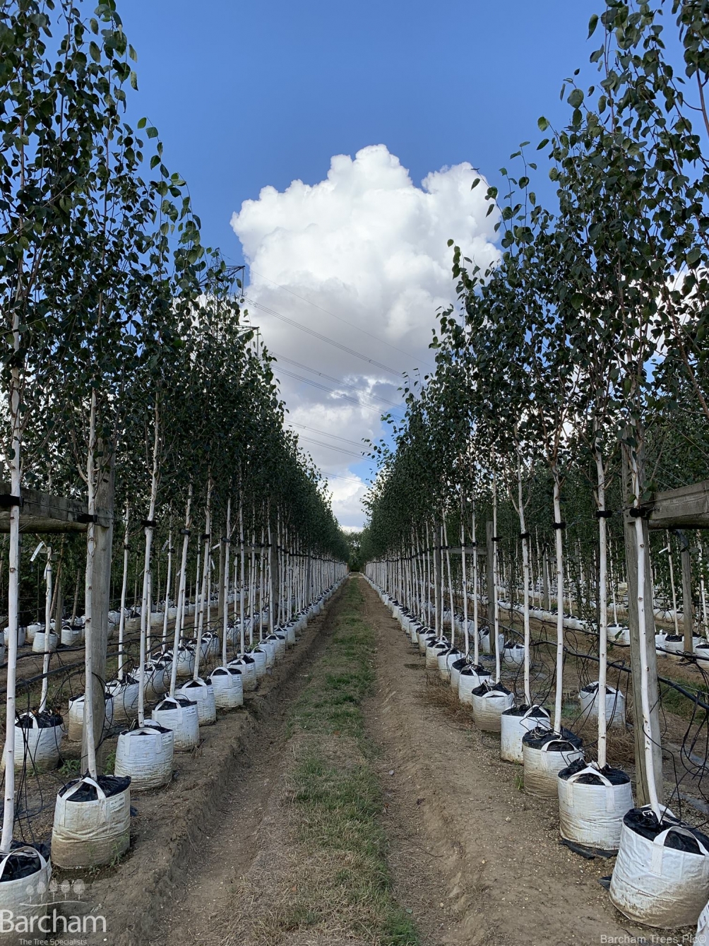 Betula utilis Jacquemontii Doorenbos