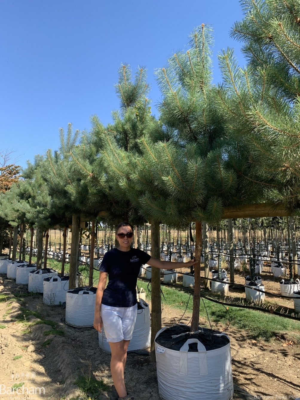 Pinus sylvestris clear stem