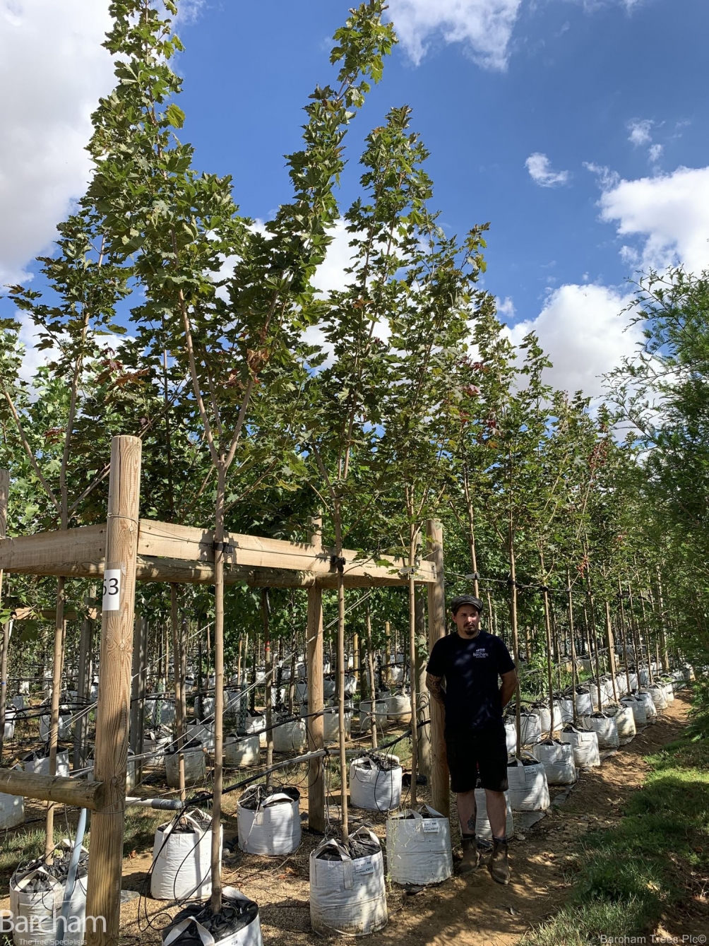 Acer platanoides Deborah