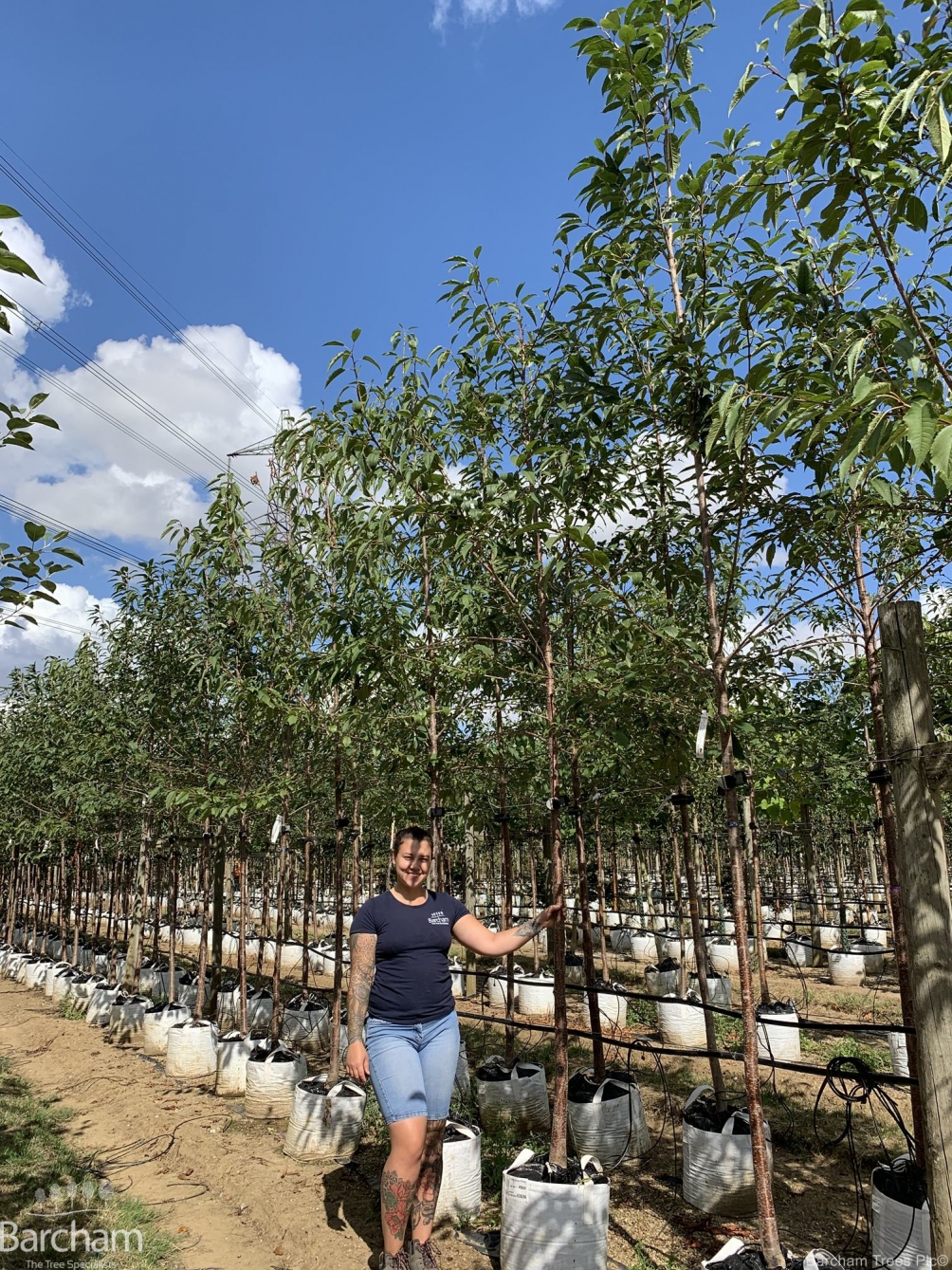 Prunus avium Plena