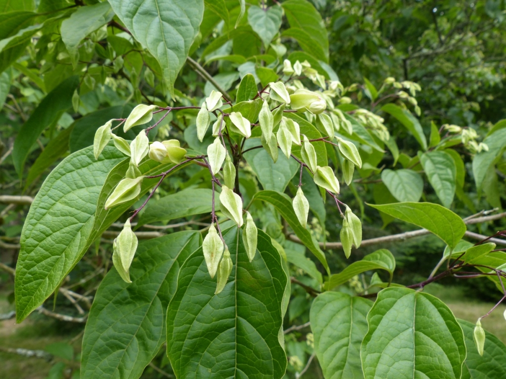 The leaves and fruit of Clerodendrum trichotomum