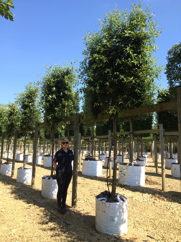 Quercus ilex Pleached