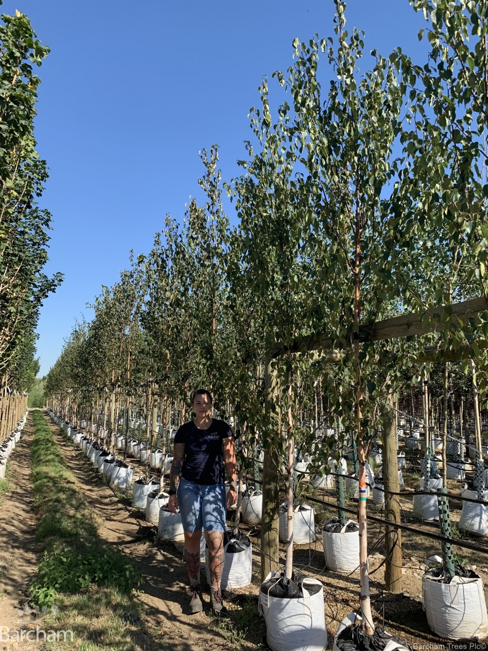 Betula ermanii
