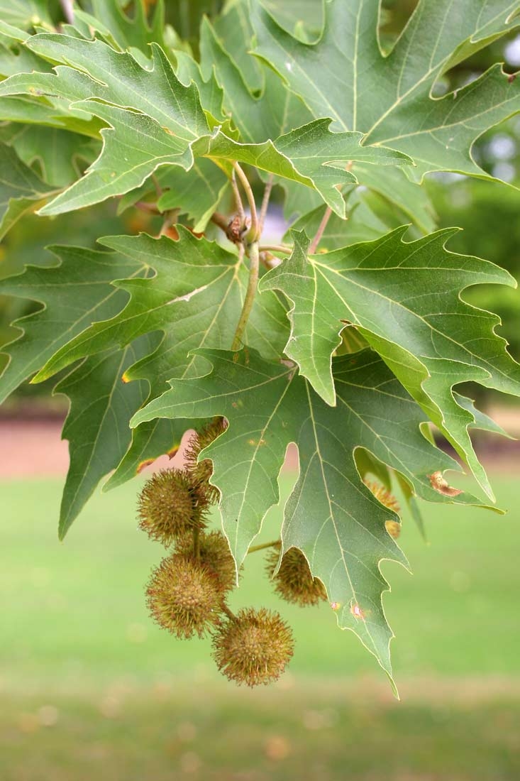 foliage of
