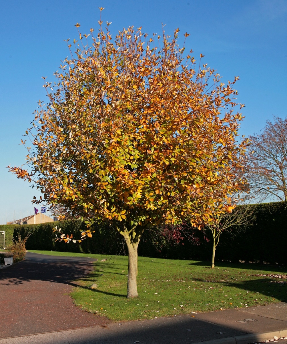 mature Sorbus Aria Majestica