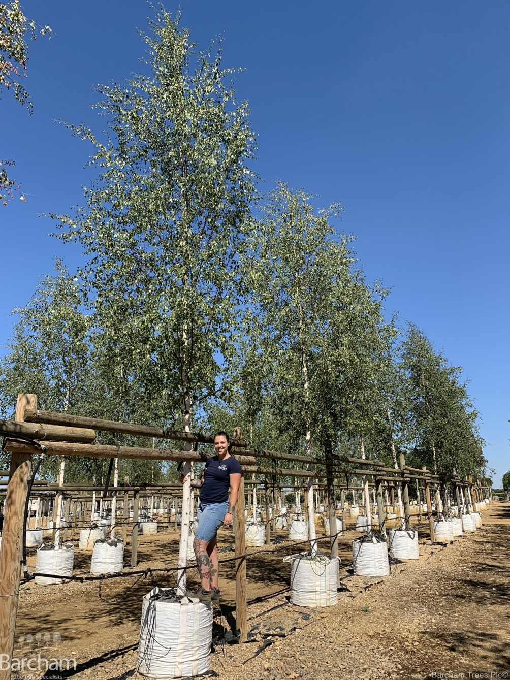 Betula pendula Zwisters Glory