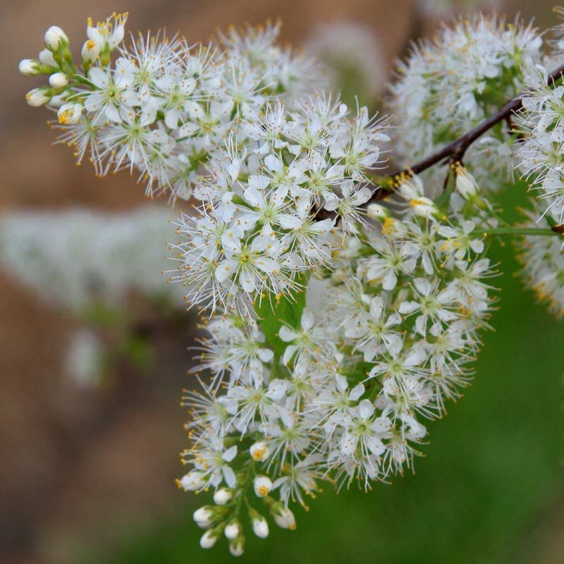 The small white flowers of Prunus maackii Amber Beauty