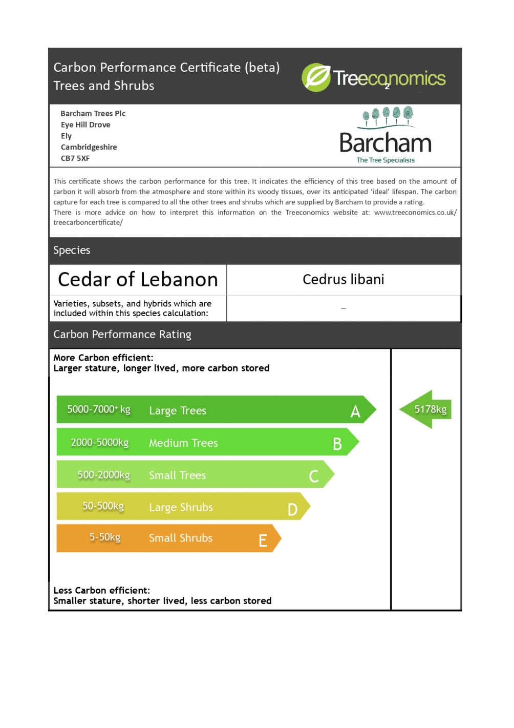 Cedrus libani