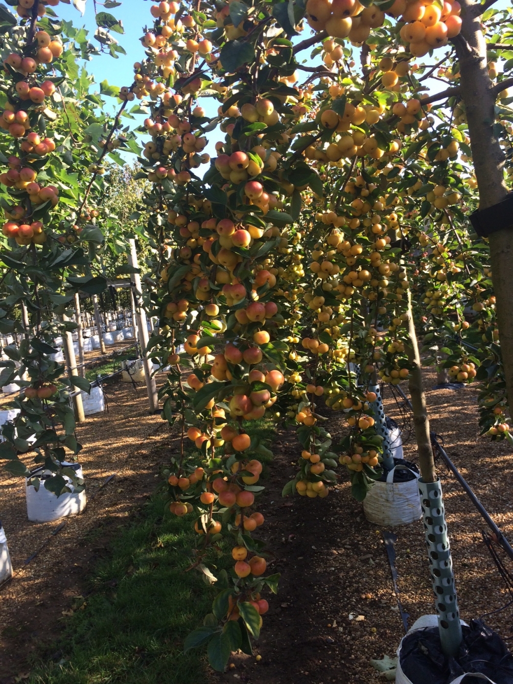 Malus Butterball fruits