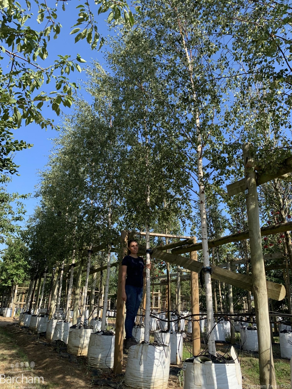 Betula pendula Zwisters Glory