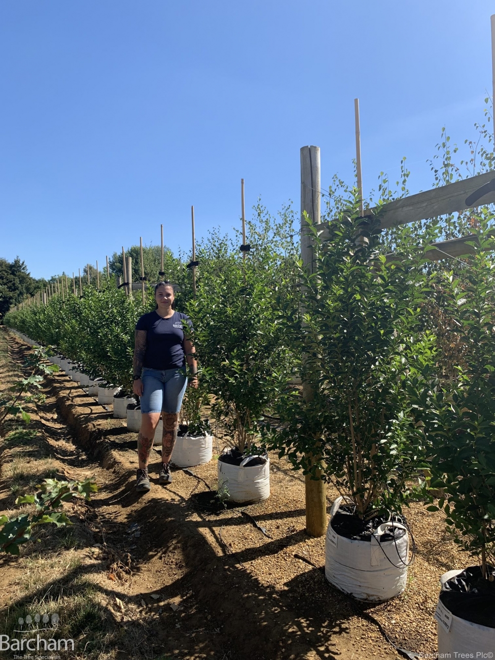 Ligustrum ovalifolium