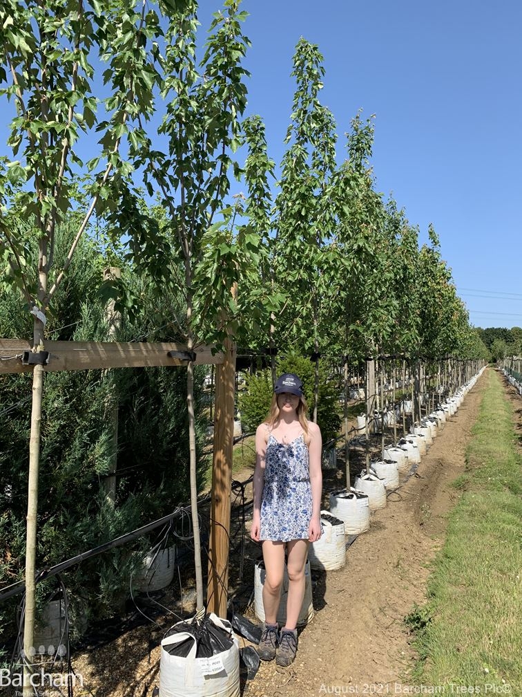 Acer rubrum Red Sunset