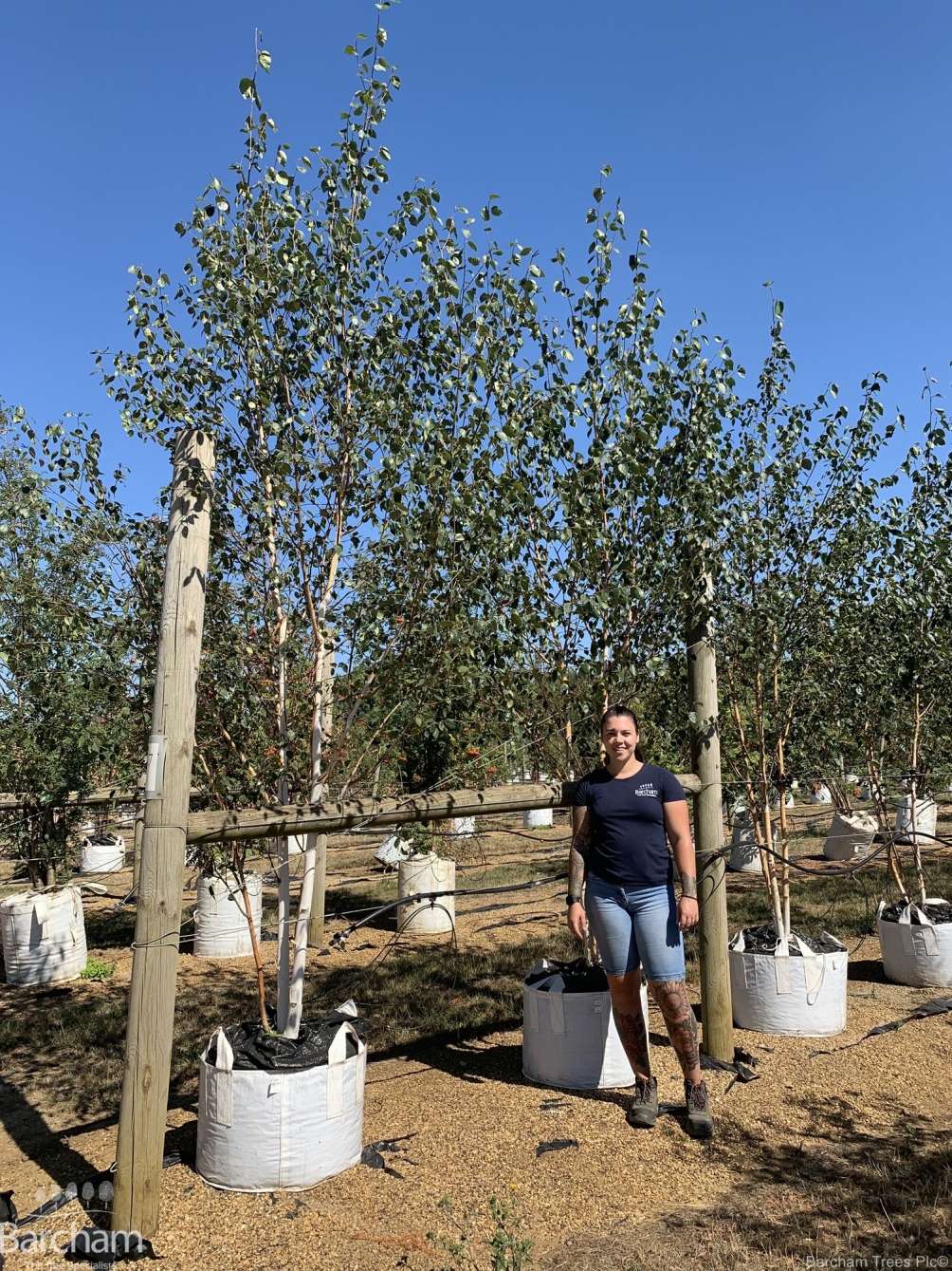 Betula utilis Jacquemontii Doorenbos multi-stem