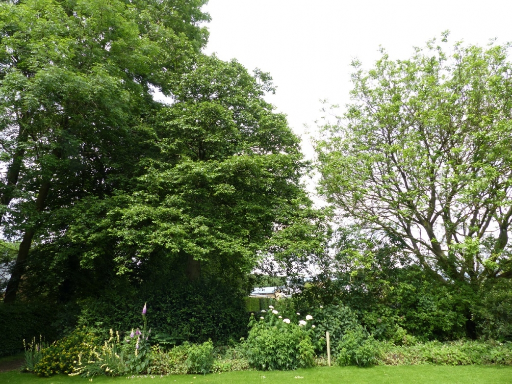 mature Alnus incana