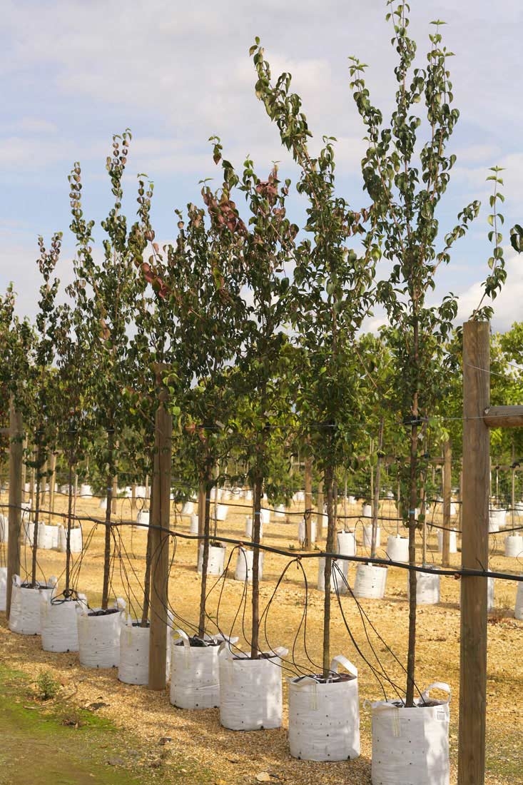 Cornus mas at barcham trees