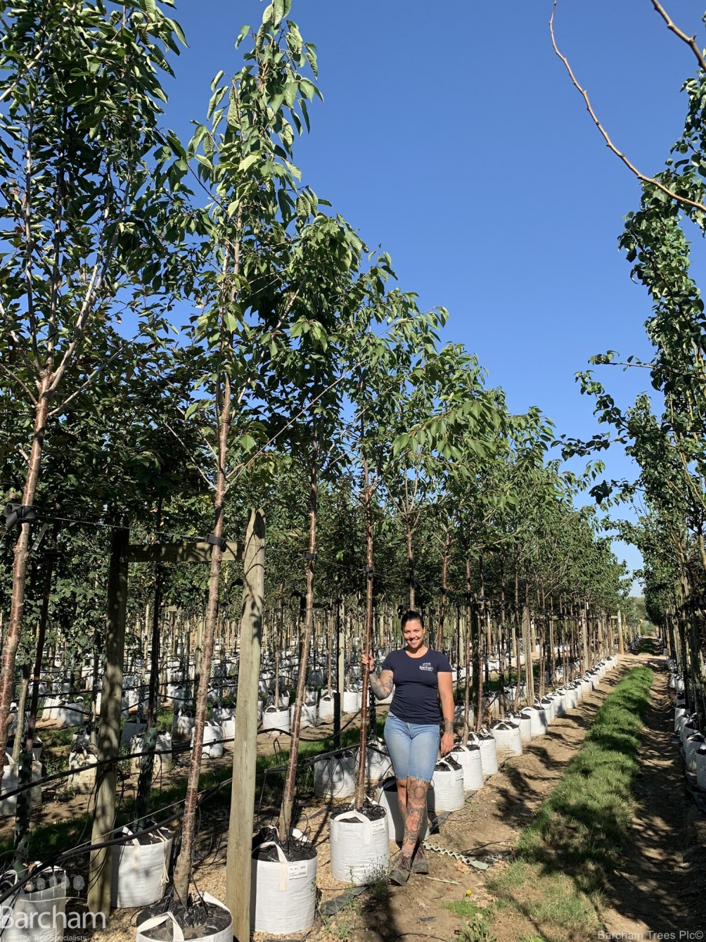 Prunus domestica Hauszwetsche