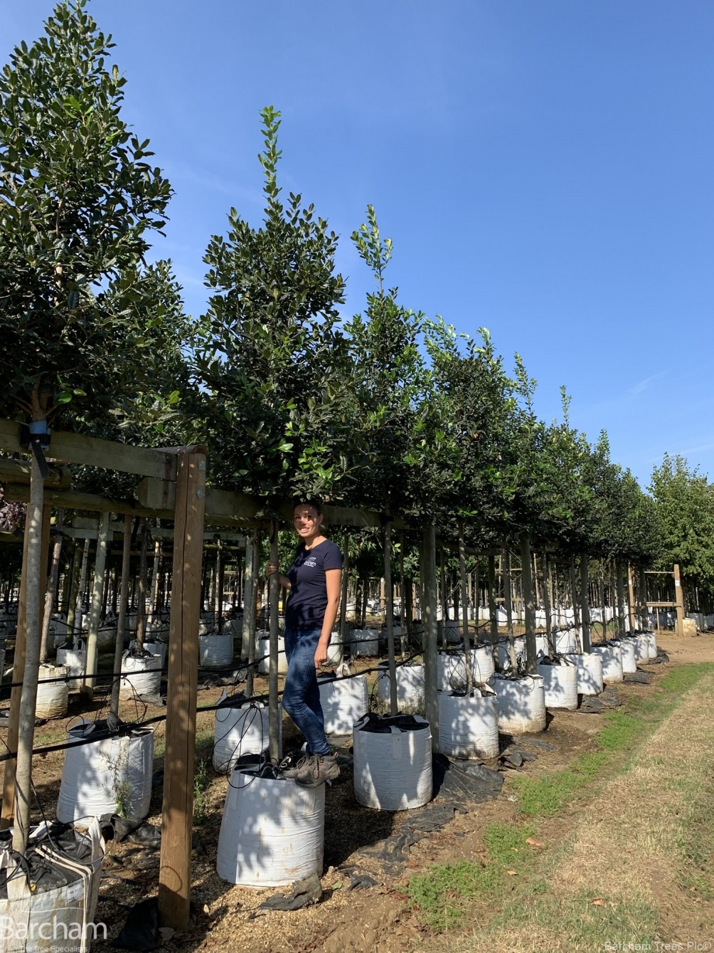 Ilex aquifolium Nellie Stevens