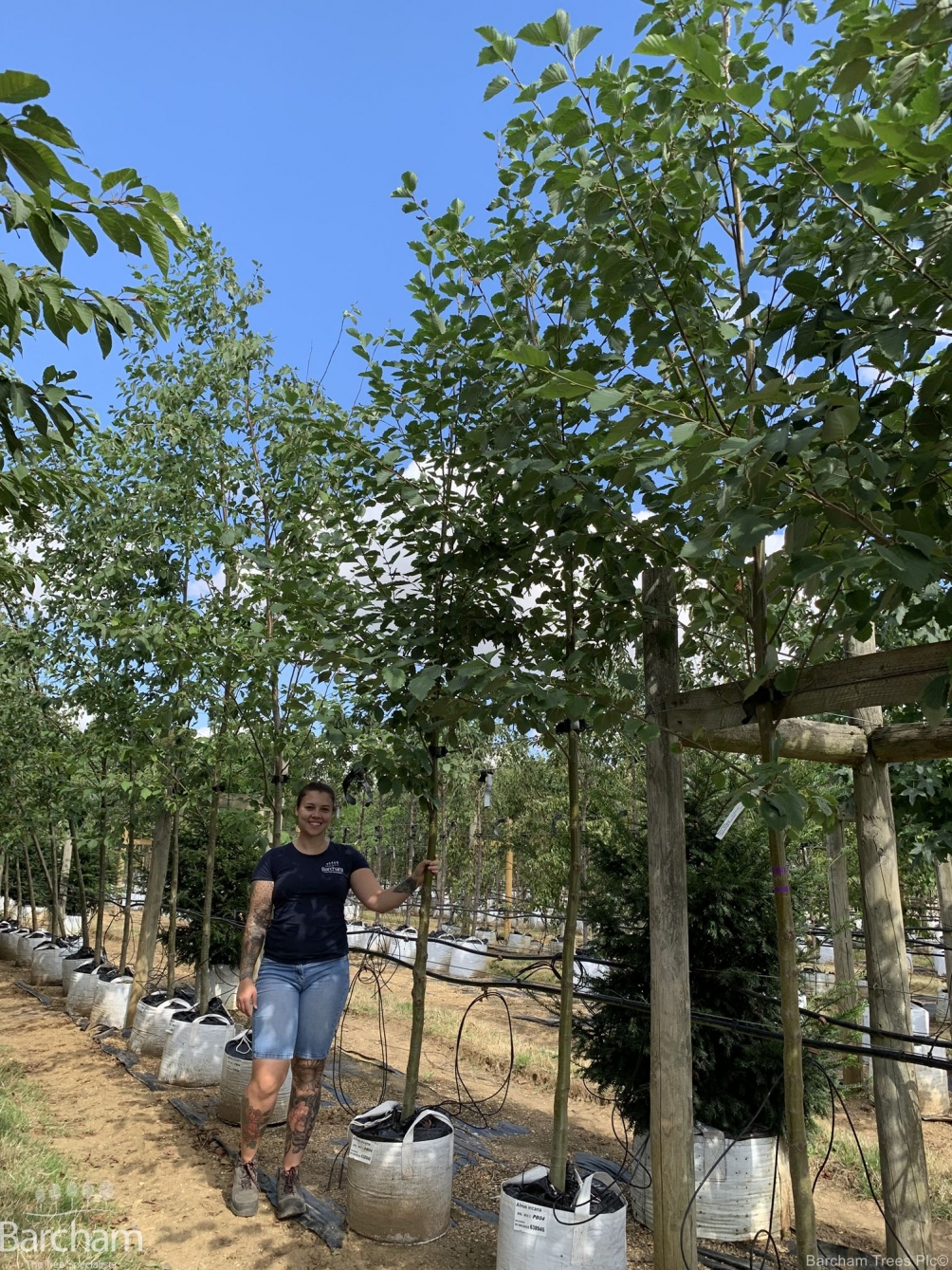 Alnus incana