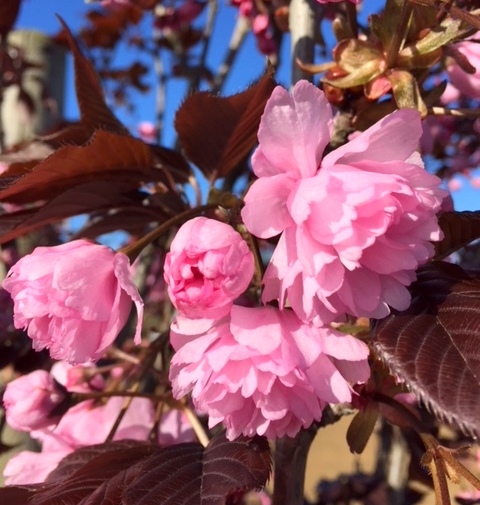 the pink flowers of Prunus Royal Burgundy multi-stem