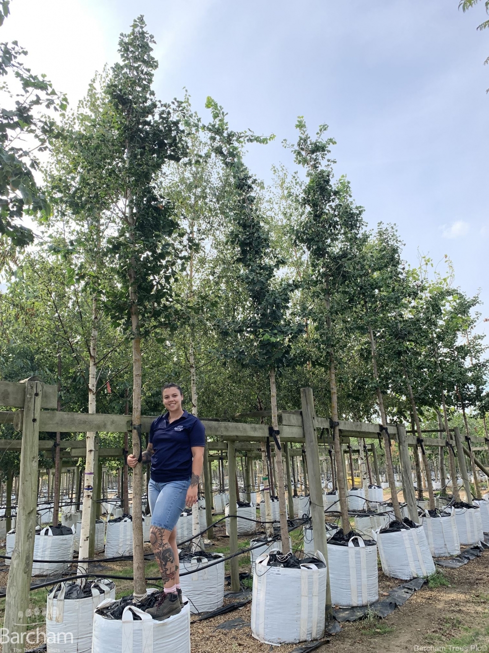 Ginkgo biloba