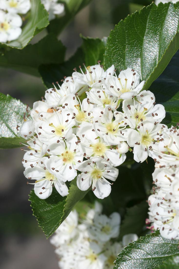 white flower of Crataegus x prunifolia