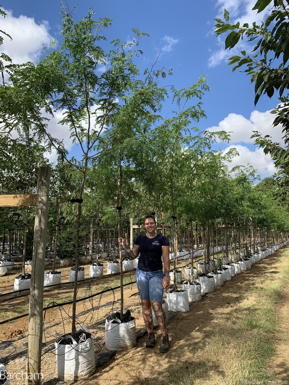 Gleditsia triacanthos Skyline