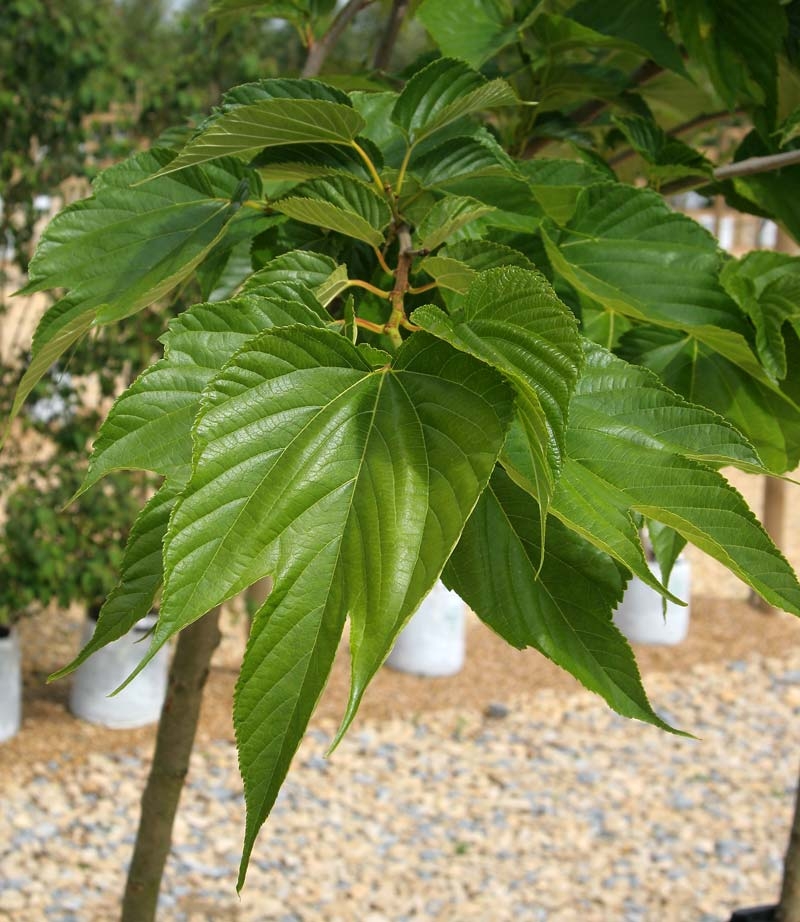 Morus alba Platanifolia foliage