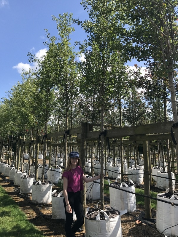 Ginkgo Biloba Princeton Sentry a Barcham Trees