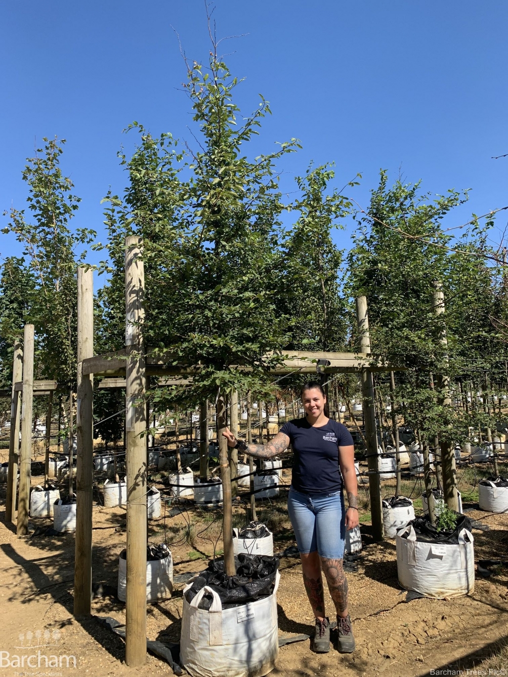 Carpinus betulus