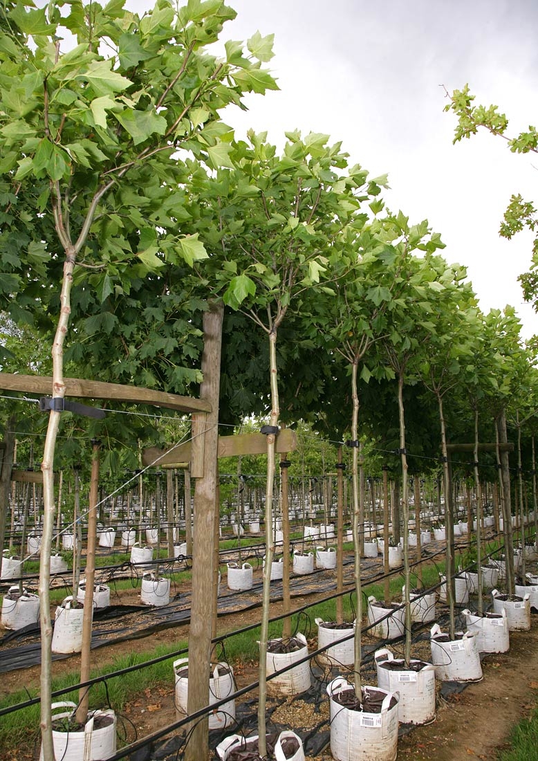 Platanus hispanica Alphens Globe at barcham trees