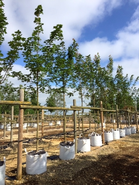 Acer plataniodes Summershade at Barcham Trees