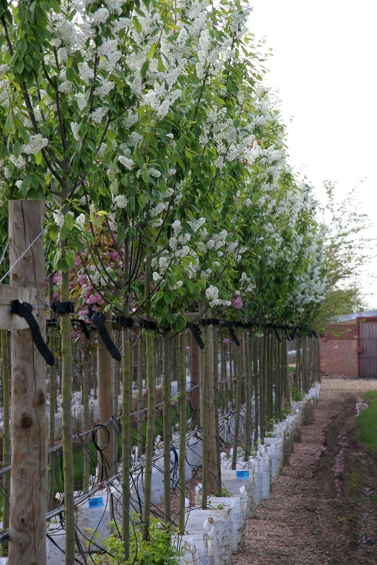 Prunus padus Watereri in flower