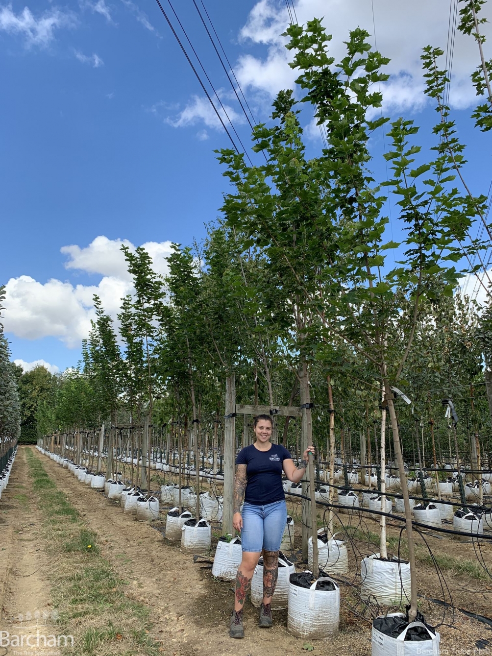 Acer platanoides Cleveland