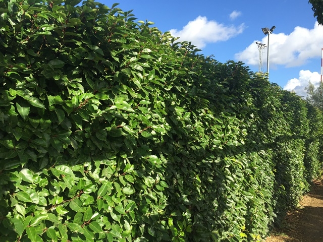 mature hedge of Prunus lusitanica bush