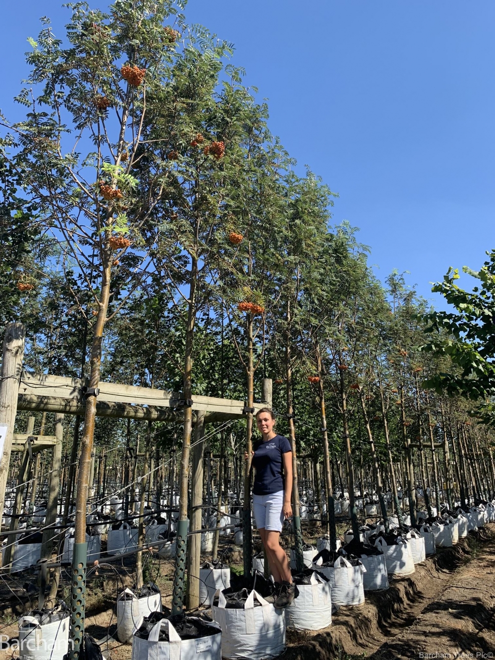 Sorbus aucuparia Asplenifolia