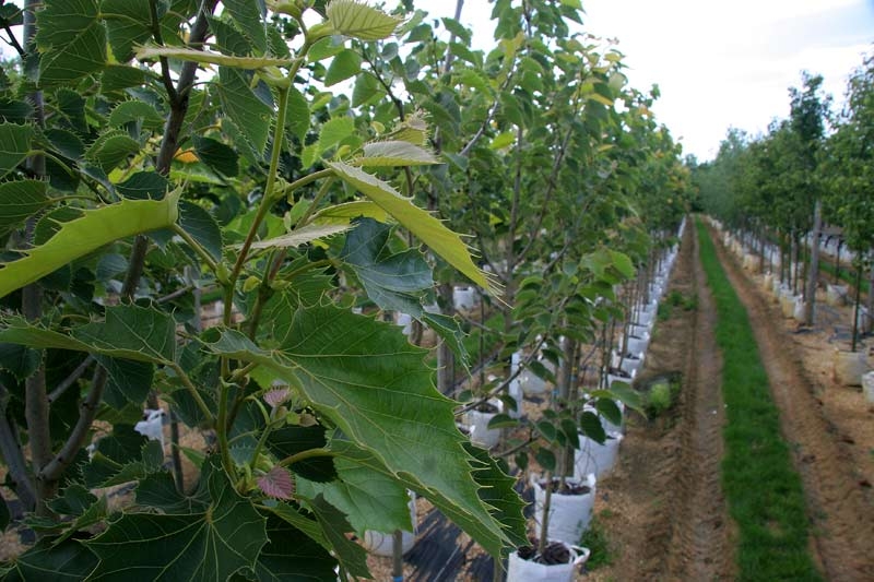 Row of Tilia henryana on Barcham Trees nursery