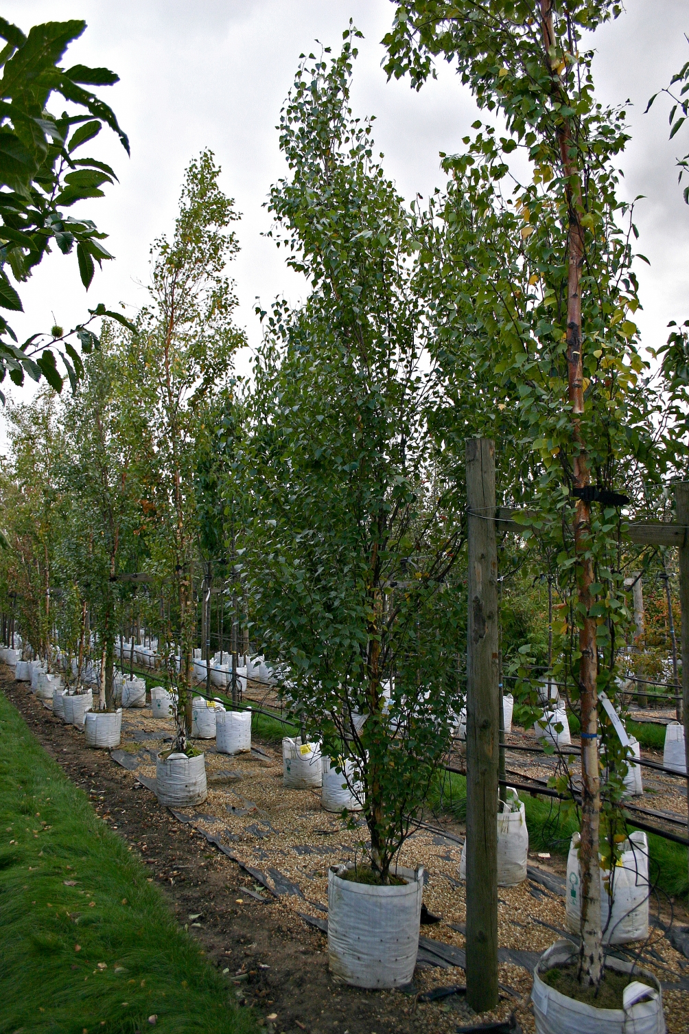 Betula pendula Fastigiata at Barcham Trees