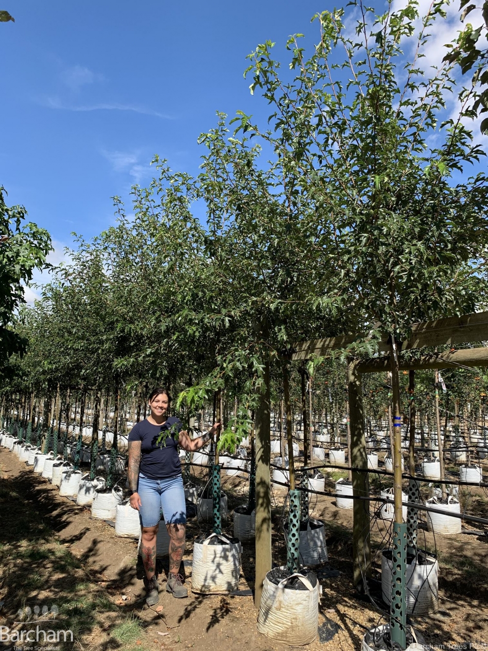 Malus toringo