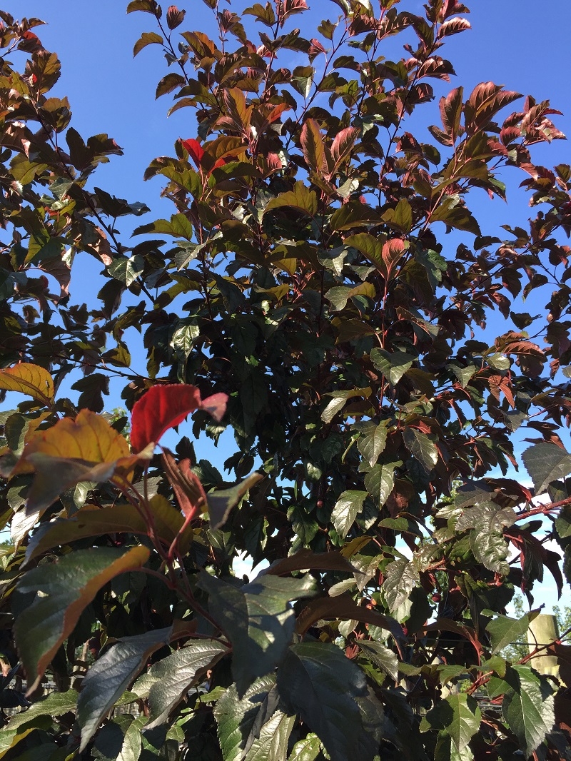 The foliage of Malus toringo Scarlet