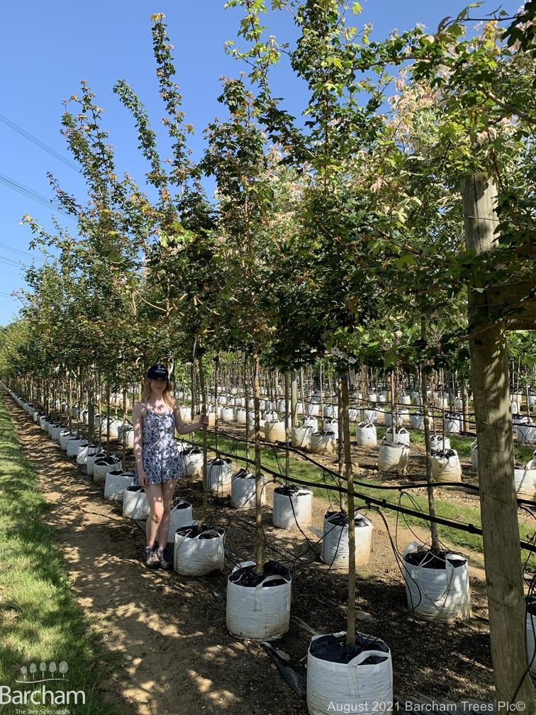 Acer campestre