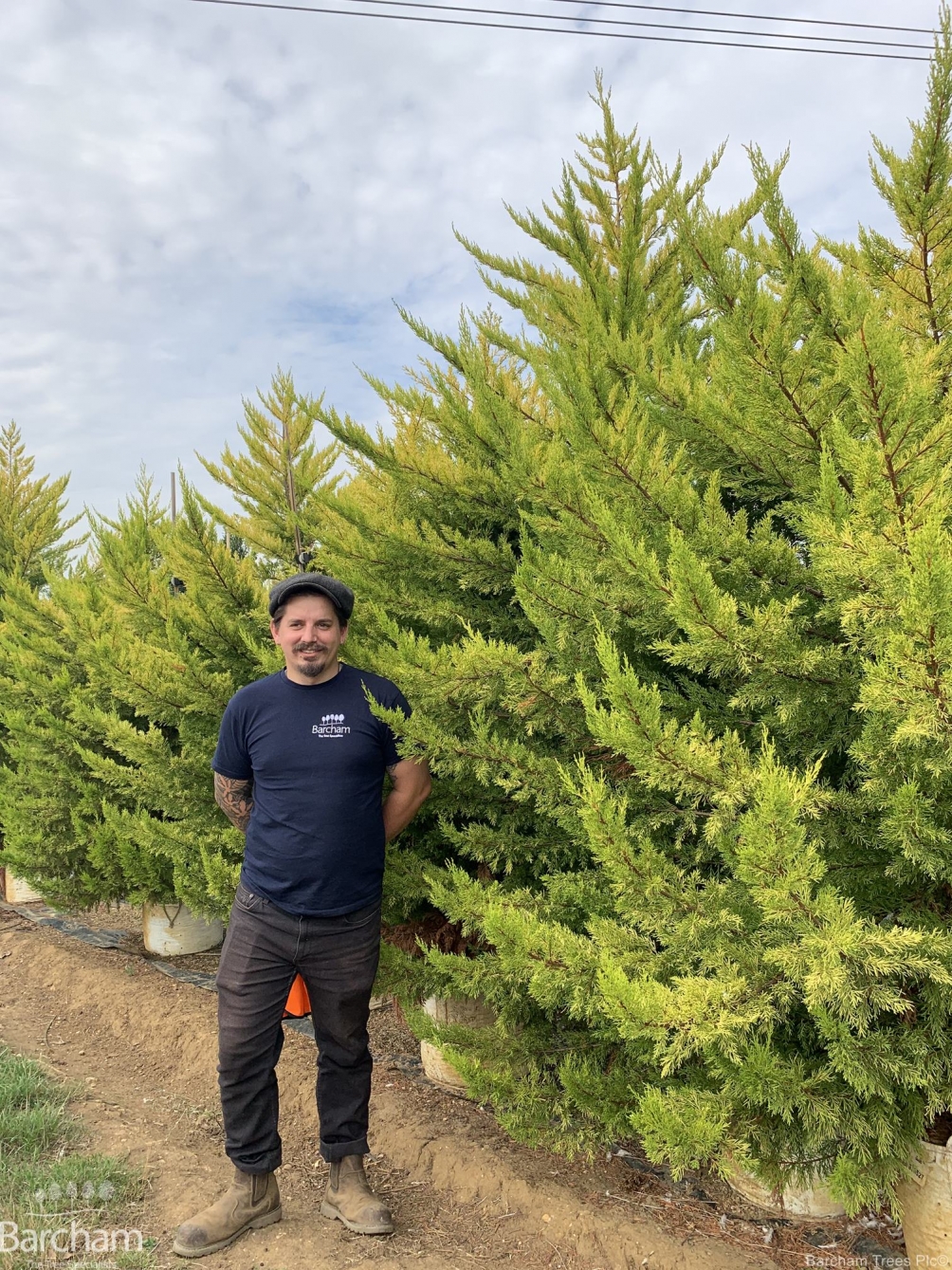 Cupressus macrocarpa Goldcrest