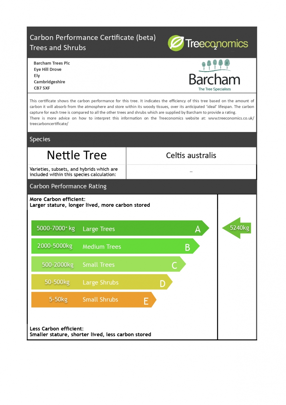 Celtis Australis