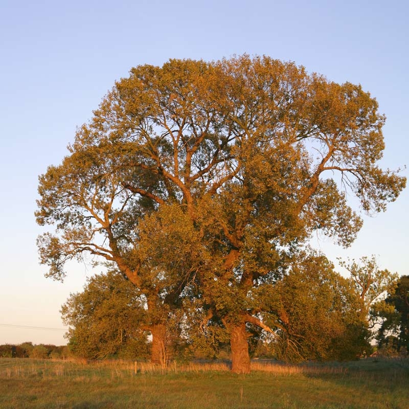 mature specimen of Populus nigra