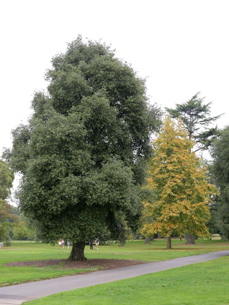 mature Quercus ilex in parkland setting